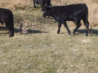 सांड, Swiss cattle — फ़ोटो 3