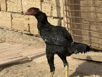Chickens — 照片 2
