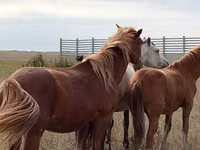 Caballo, Caballos — foto 2