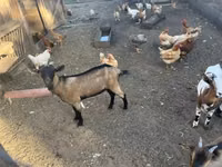 تيس, Nigerian dwarf goats — الصورة 3