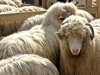 Oveja, Bessarabian sheep — foto 2