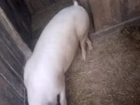 Eber, Schweine — Foto 1