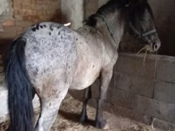 公马, Appaloosa