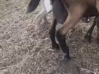 عنزة, Czech Brown Shorthaired goats — الصورة 2