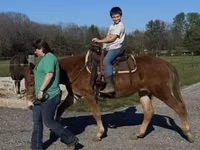 Cheval, Mule — photo 8