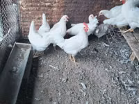Leghorn — Foto 2