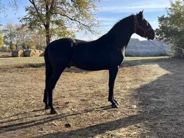 Horse (M), Nonius horse