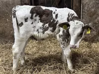 Rinder (Partie, Geschlecht nicht angegeben), Simmental cattle — Foto 7