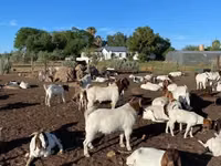 Chèvres (lot, sexe non indiqué), Boer goat — photo 1
