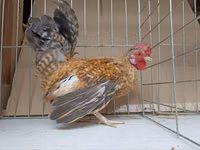 Chickens — फ़ोटो 2