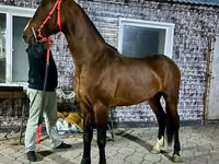 Hengst, Orlov Trotter — Foto 2