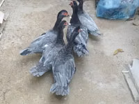 Hausente — Foto 3