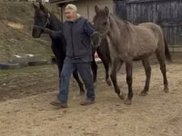 Cheval, Black Sea breed — photo 8