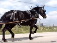 Yegua, Percheron — foto 7