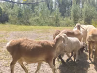 Carnero, Afghan Arabi sheep — foto 2