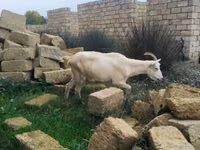 عنزة, الماعز — الصورة 4