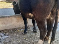 Vache, Race Alatauskaya — photo 3