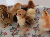 Chickens — photo 6