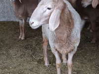 Ram, Sheep — photo 5