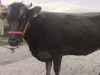 Vaca, Raza Alatau — foto 5