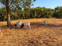 Goat, Boer goat — photo 5