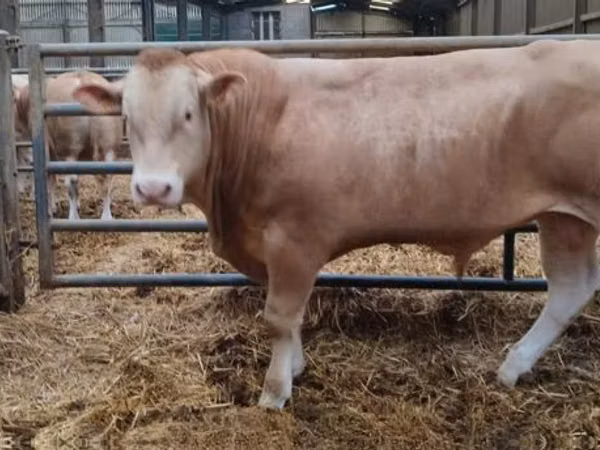 公牛, Cattle