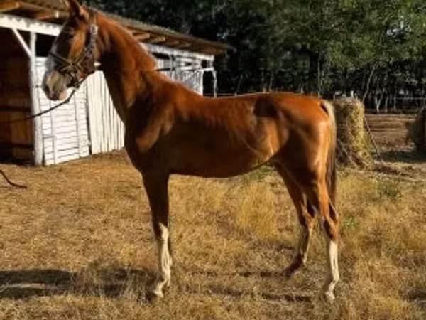 母马, Dutch warmblood horse