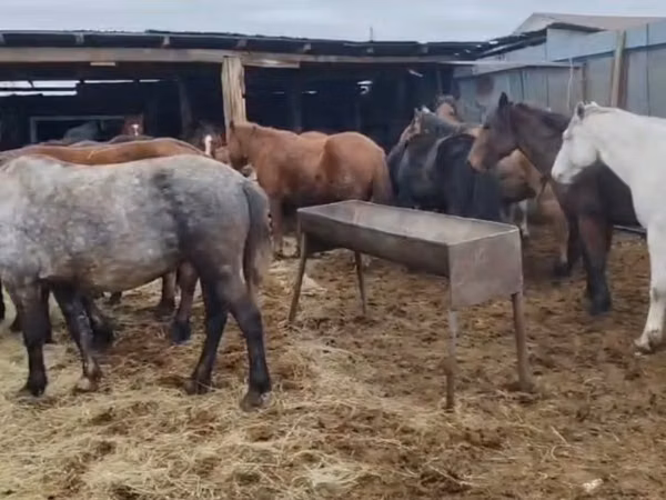 Jument, Kazakh horse