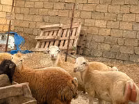 母羊, Apsheron sheep — 照片 6