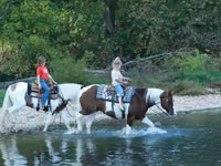 Horse (M), Quarter Horse — photo 8