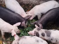 公猪, Pigs — 照片 4
