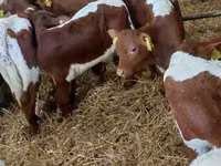 सांड, Simmental cattle — फ़ोटो 3