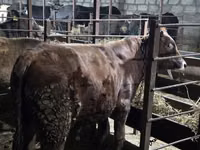 公牛, Cattle — 照片 2