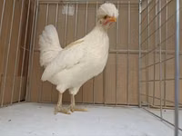 Chickens — फ़ोटो 3