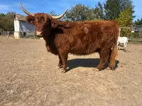 Vache, Highland — photo 5