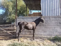 Cheval, Friesian sport horse — photo 1
