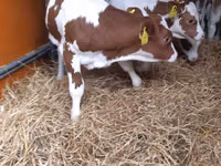 公牛, Pinzgauer cattle — 照片 3
