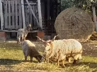 Bélier, Baerchuke sheep — photo 2