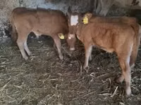 公牛, Limousin cow — 照片 3