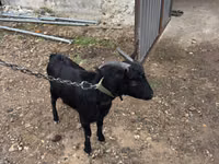 Boucs, Murcia-Granada goats — photo 2
