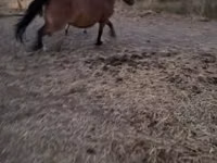 घोड़ी, Fjогd — फ़ोटो 1