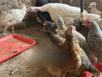 Turkeys — 照片 2