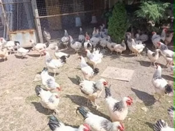 ससेक्स