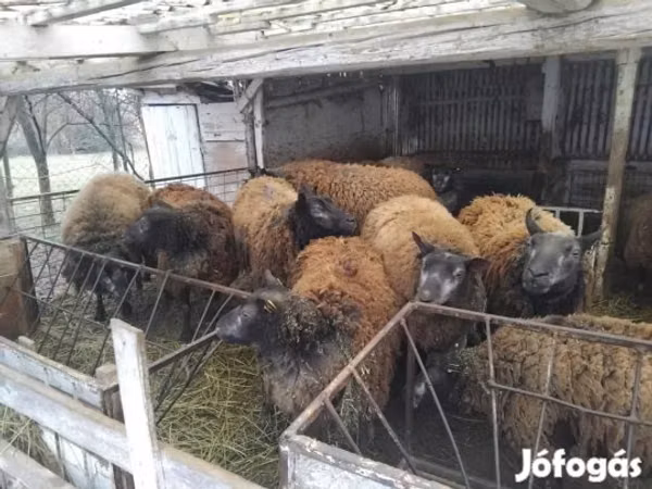 母羊, Texel sheep
