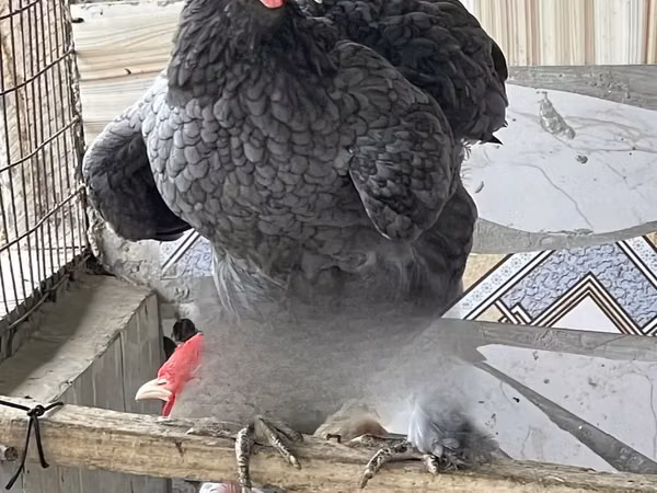 Brahma
