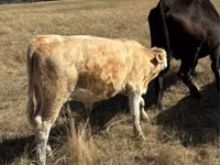 Bull, Red Polled Cow — photo 2