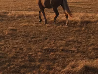 公马, Altai horse — 照片 1