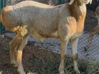 मेढ़ा, Arashan sheep — फ़ोटो 6