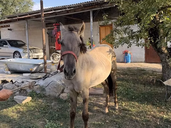Hengst, Tiger horse