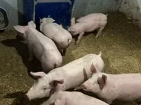 नर सूअर — फ़ोटो 4